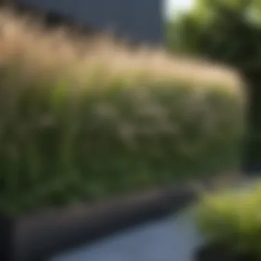 Decorative planter with tall ornamental grasses as a privacy screen