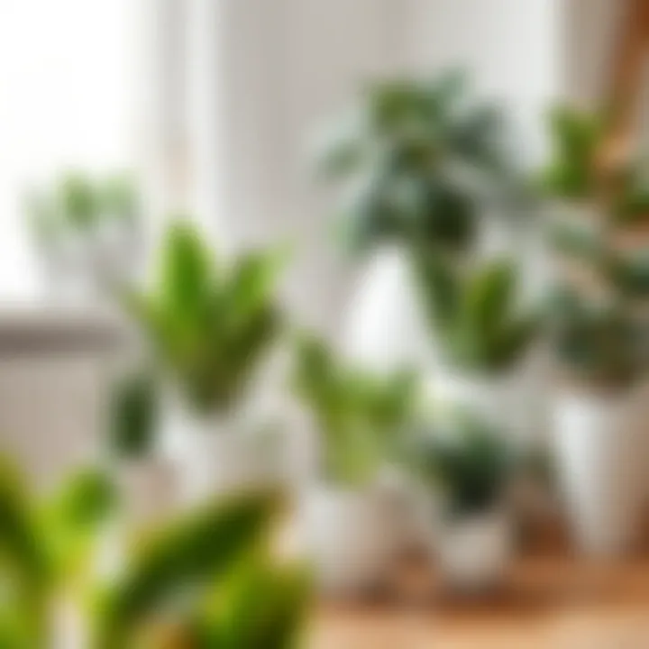 Aesthetic arrangement of indoor plants in white pots