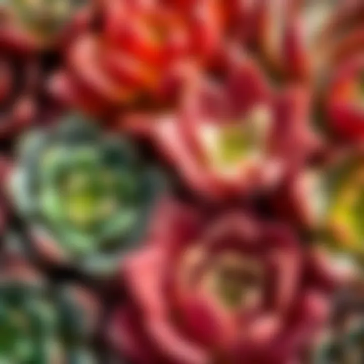 Close-up of realistic faux succulent textures and colors