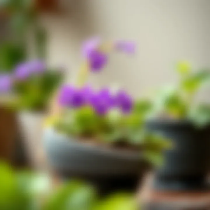 A thriving African violet plant in a self-watering pot demonstrating optimal growth